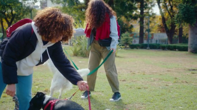 女孩们在公园的绿草坪上和她们的狗玩耍