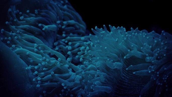 黑暗中的珊瑚礁上的珊瑚触角