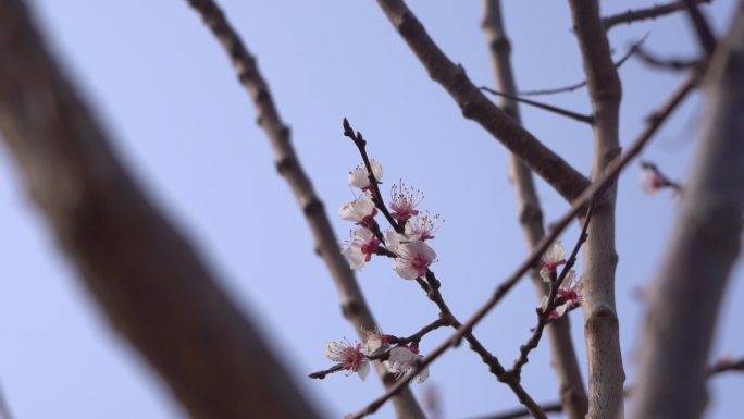 初春 春天 发芽 含苞待放 花骨朵 新芽