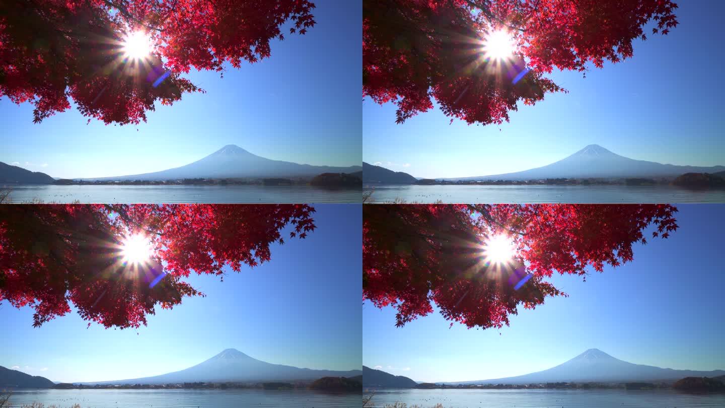 阳光穿过红枫叶与川口湖的富士山