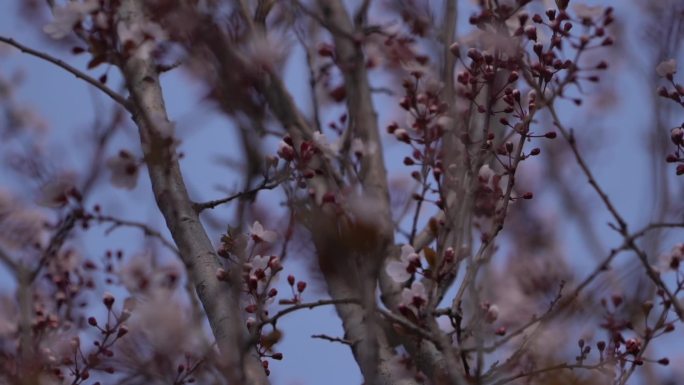 初春 春天 发芽 含苞待放 花骨朵 新芽