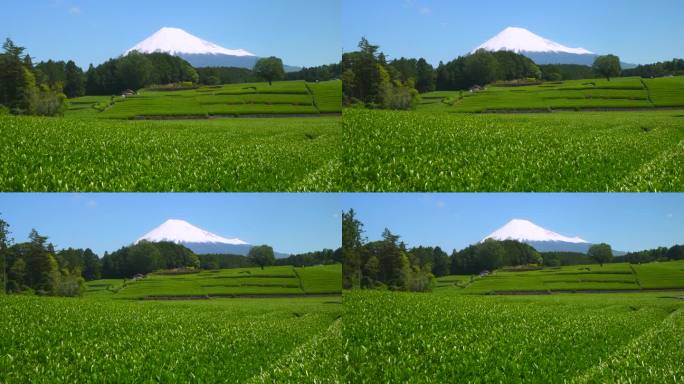 绿茶种植园和富士山/小渊Sasaba，静冈县