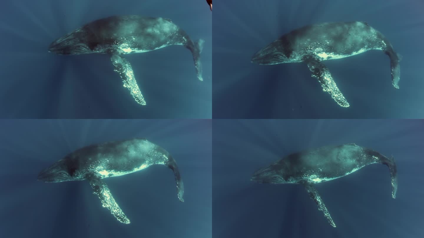在阳光下的小座头鲸。