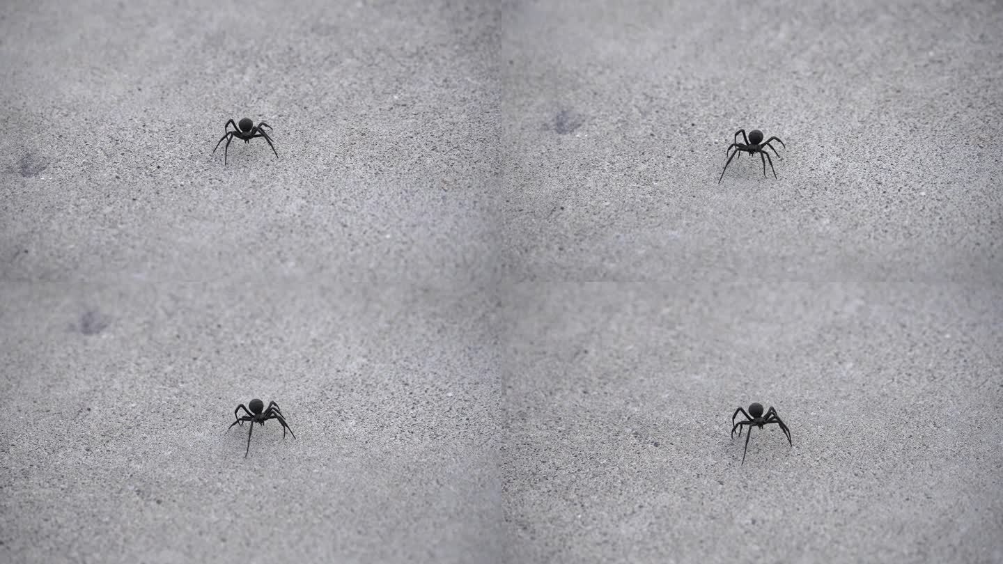黑寡妇蜘蛛走在人行道上，向摄像机移动