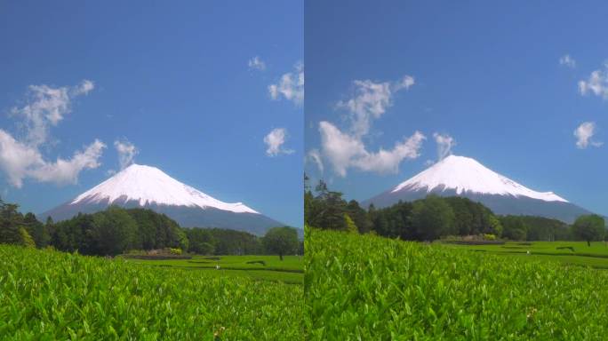 绿茶种植园和富士山/小渊Sasaba，静冈县