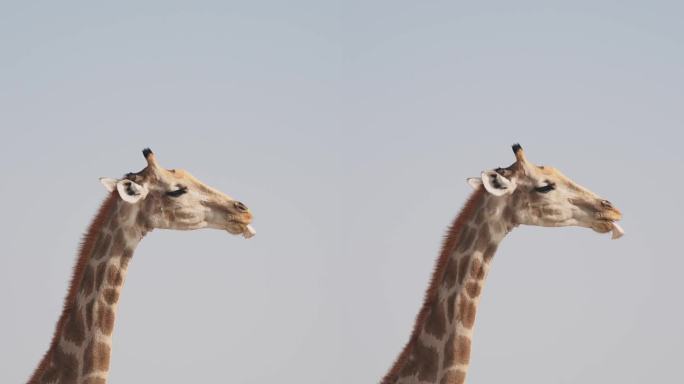 在纳米比亚自然公园里，一只长颈鹿在咀嚼手机骨头以摄取矿物质