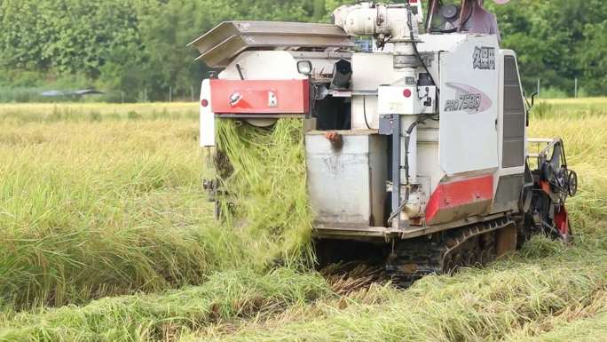 机械化农业水稻收割机 农民丰收