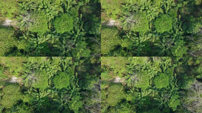空灵的热带雨林。泰国航空陛下