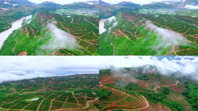 云南冰糖橙种植基地风景航拍