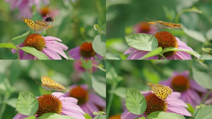 在花丛中飞舞采蜜的蝴蝶