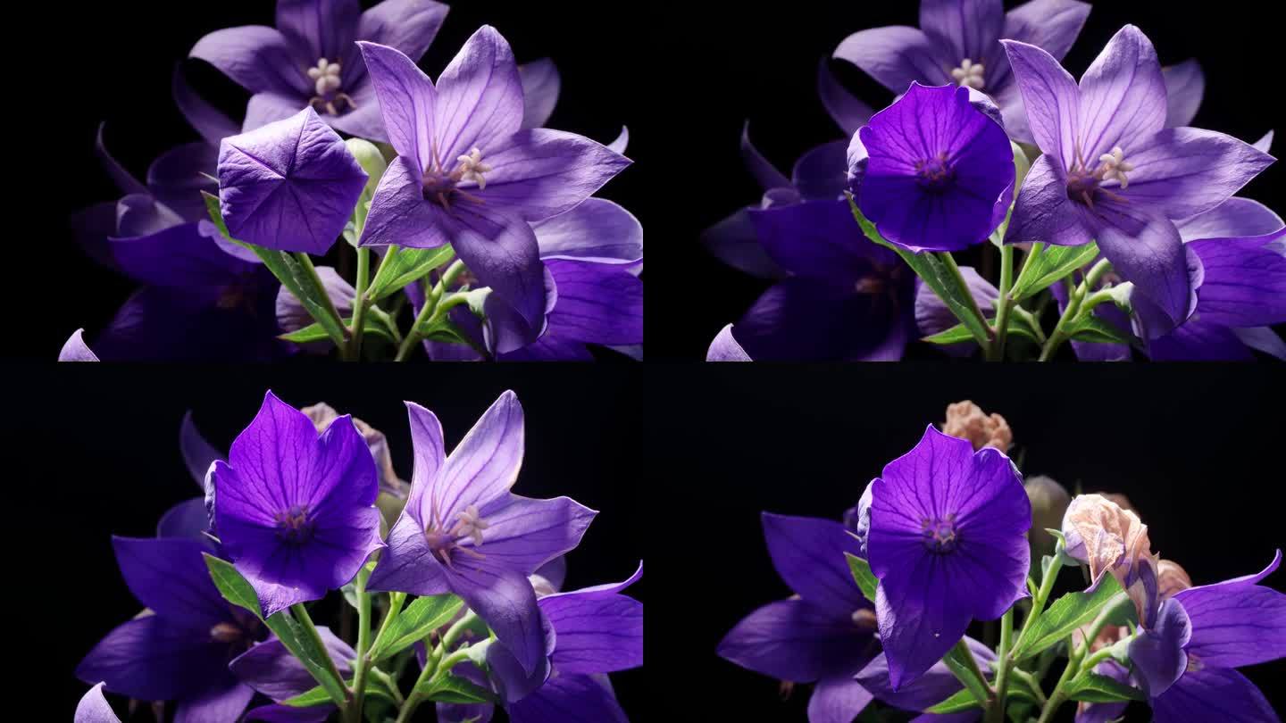 紫色桔梗(球囊花，桔梗花，桔梗花)从芽到完全开花的时间流逝镜头，孤立在黑色背景上，4k前视图近距离视