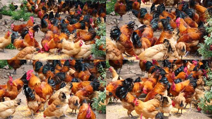 公鸡 生态养殖 散养鸡