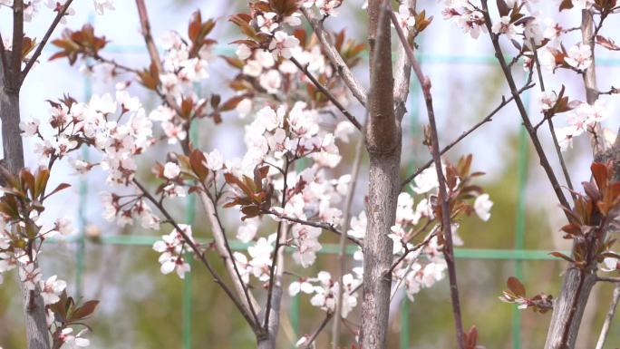 初春 春天 发芽 含苞待放 花骨朵 新芽