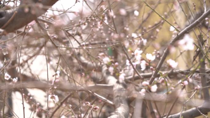 初春 春天 发芽 含苞待放 花骨朵 新芽