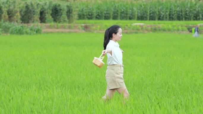 女孩漫步在稻田间