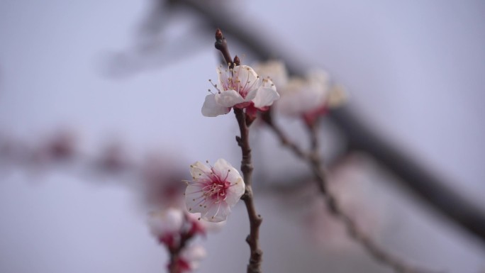 初春 春天 发芽 含苞待放 花骨朵 新芽