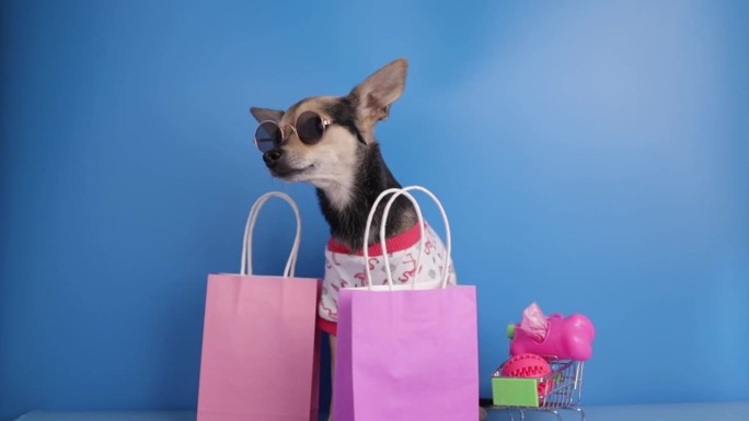 宠物配件背景，滑稽快乐的狗在太阳镜与宠物用品购物车