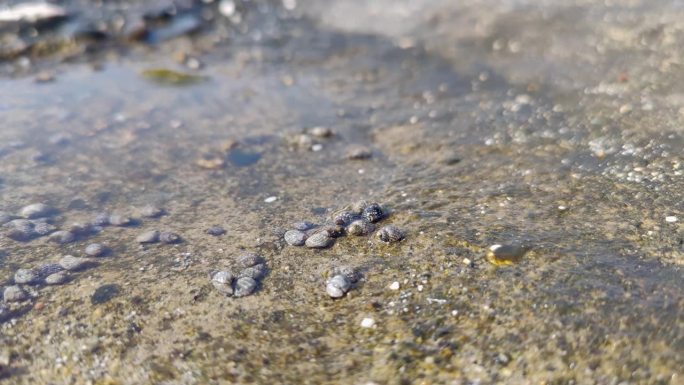 小的海洋生物和贝壳移动，海水纹理背景