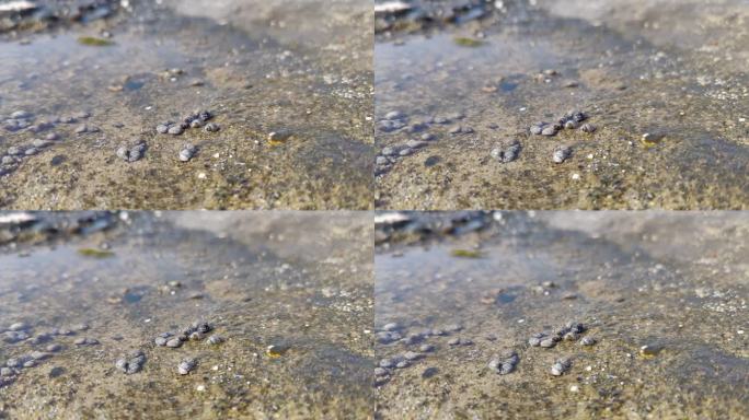 小的海洋生物和贝壳移动，海水纹理背景