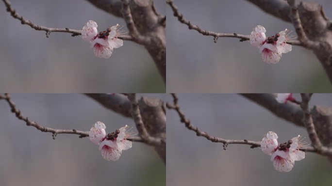 初春 春天 发芽 含苞待放 花骨朵 新芽