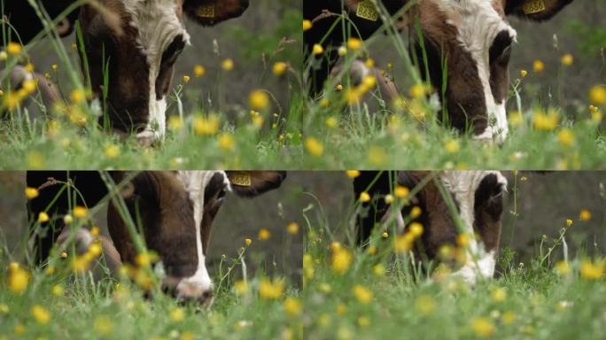 牛吃草。牛在吃草。吃得好、打扮得好的高山奶牛、公牛和小牛，脖子上戴着铃铛，在鲜花盛开的草地上吃草，咀