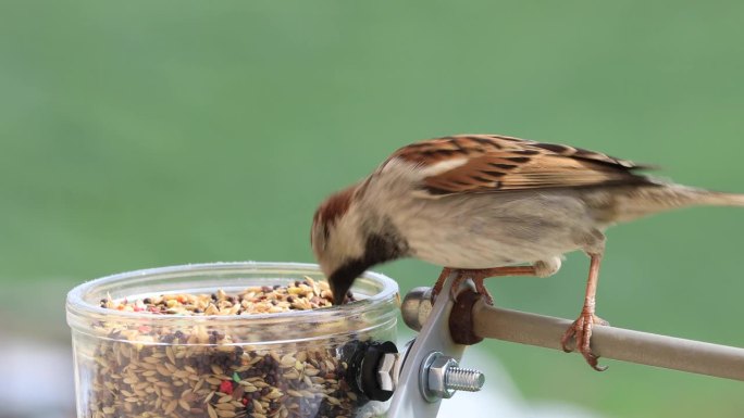 常见的麻雀吃种子在窗口，在一个玻璃酸奶罐。