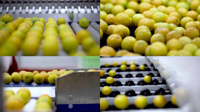 现代化工厂橙子检测包装全流程实拍