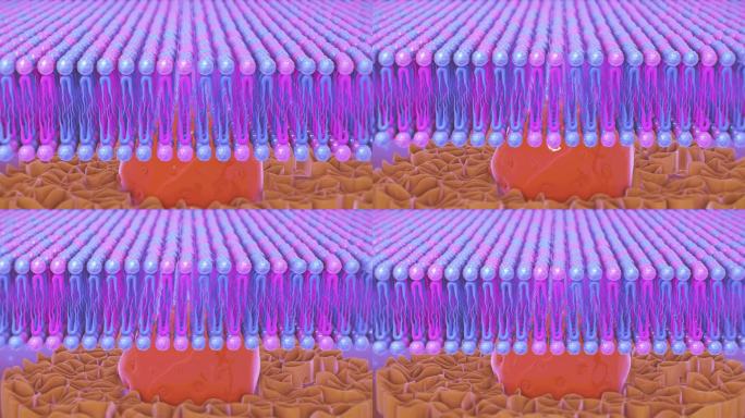 细胞膜3D细胞细胞动画3D病毒