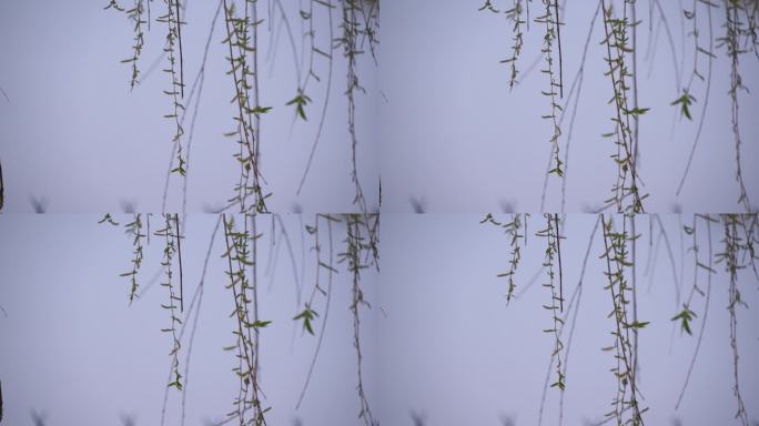 初春 春天 发芽 含苞待放 花骨朵 新芽