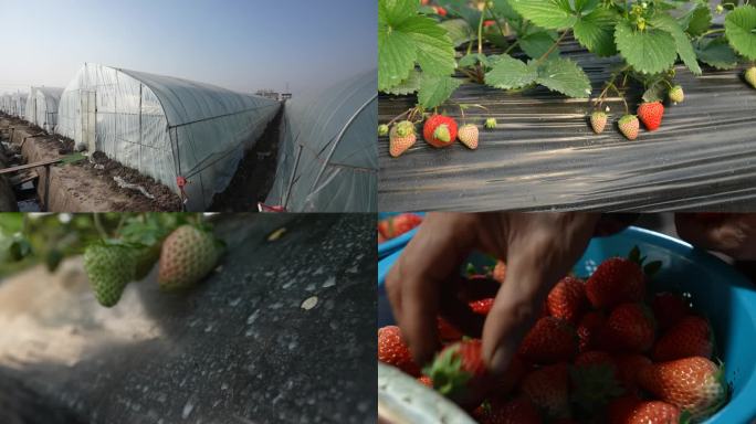 草莓丰收草莓采摘草莓大棚