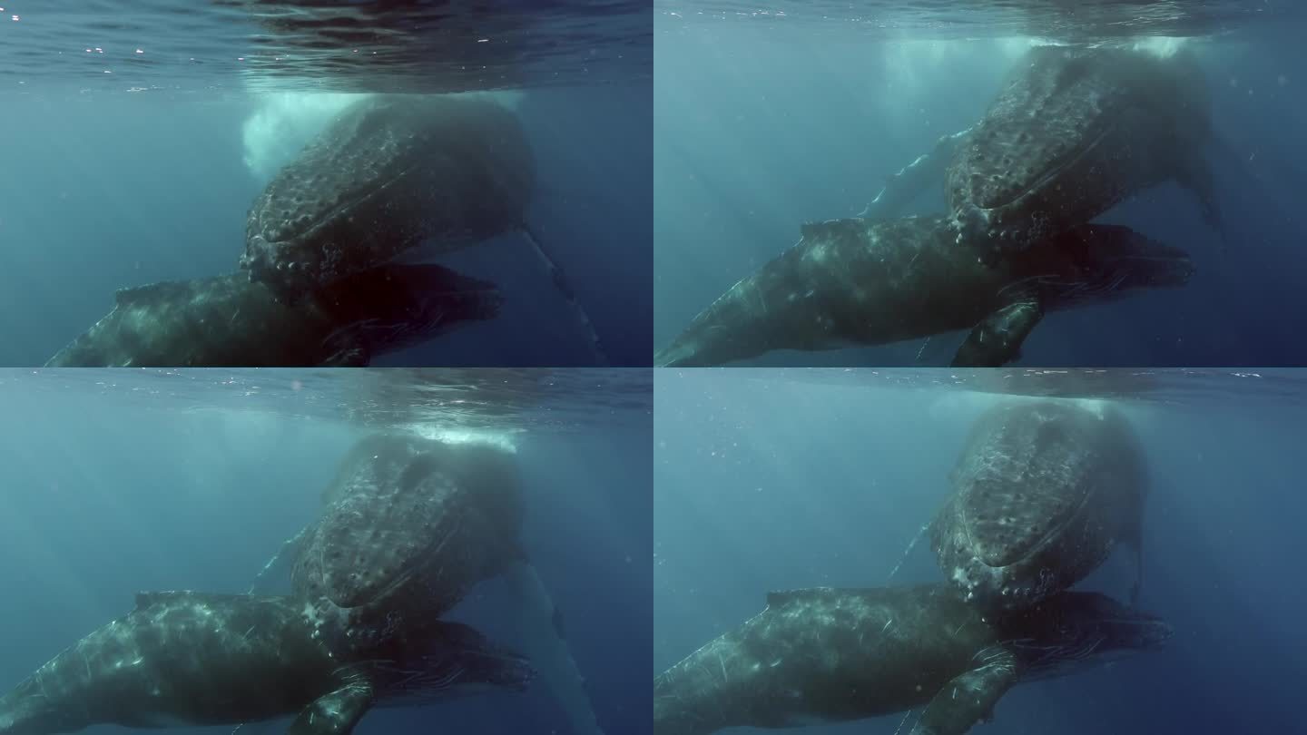 太平洋水下座头鲸母亲和幼崽的特写。