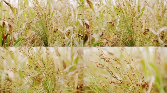 绿色小麦作物胚芽农业产业。高粱地里的谷物。