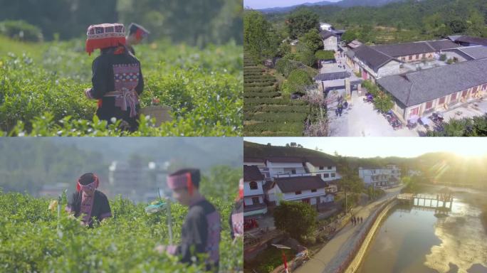 茶园 采茶基地 种植茶叶