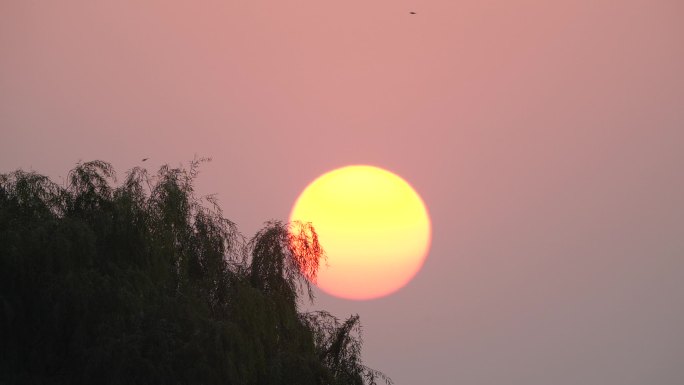 大太阳飞鸟