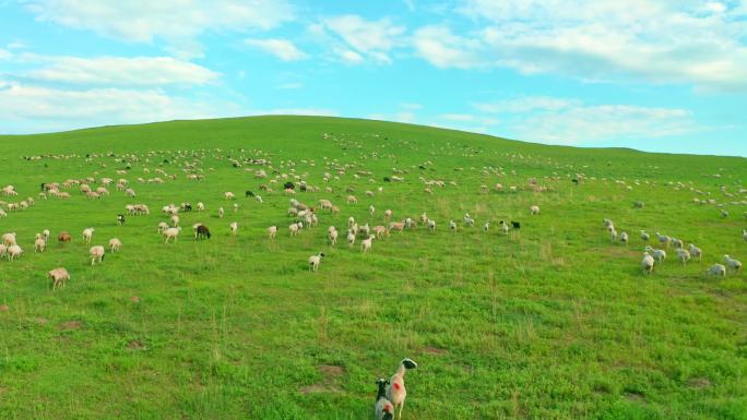 4k航拍草原羊群