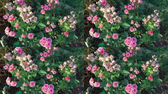 玫瑰丛中。玫瑰丛在花园里生长和盛开。迷迭香，玫瑰花园。植物育种。不同品种的新鲜盛开的玫瑰在自然背景。