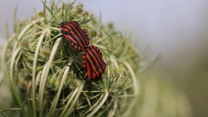 植物上一对线纹笔虫的特写