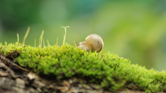 夏日 草地 蜗牛 阳光  枯木