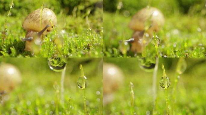 夏日 草地 蜗牛 阳光 露珠8