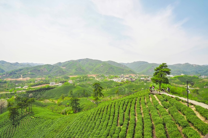 春天茶山延时信阳茶山茶山采茶文新茶山