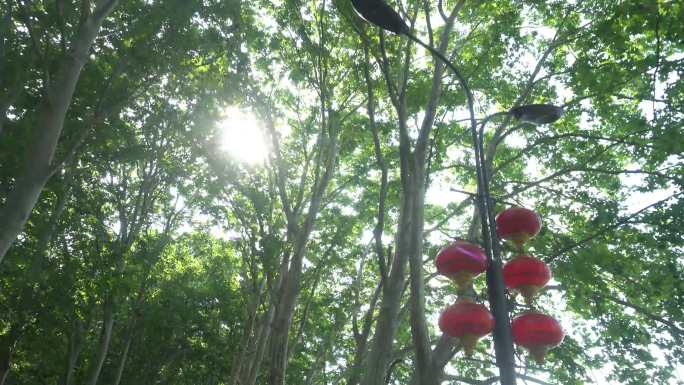 梧桐树梧桐叶阳光夏天夏日逆光夏天唯美树叶