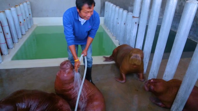 水下生物 白鲸 饲养员