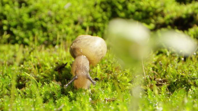 夏日 草地 蜗牛 阳光 露珠4