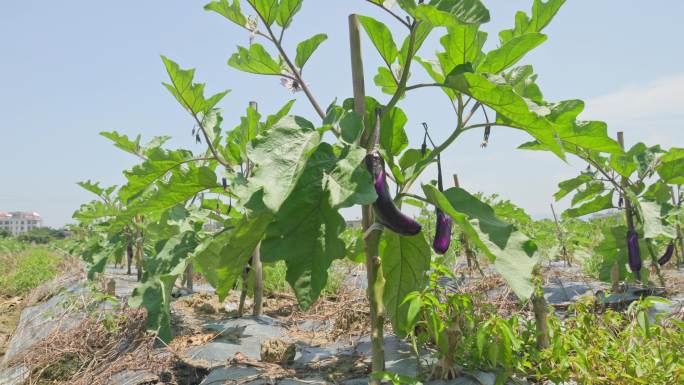 供港蔬菜生产基地-茄子种植