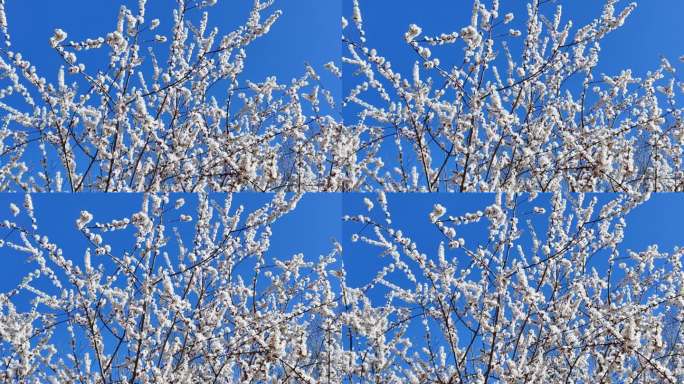 蓝天下烂漫的白色樱花