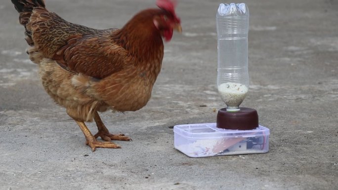 乡下的鸡正在从自动喂食器里吃谷物。现代进料技术理念