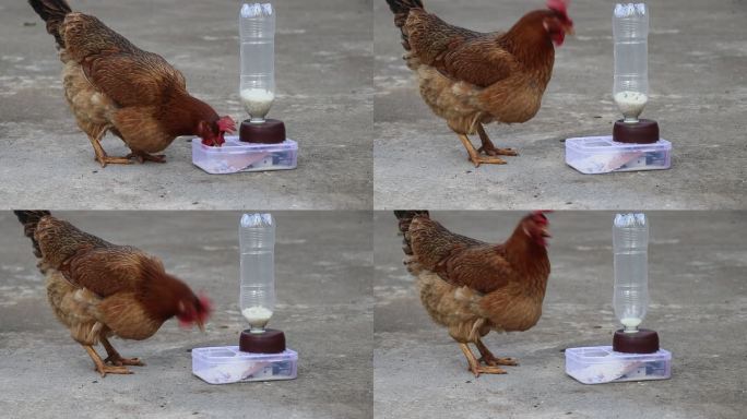乡下的鸡正在从自动喂食器里吃谷物。现代进料技术理念