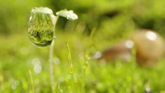 夏日 草地 蜗牛 阳光 下雨 露珠