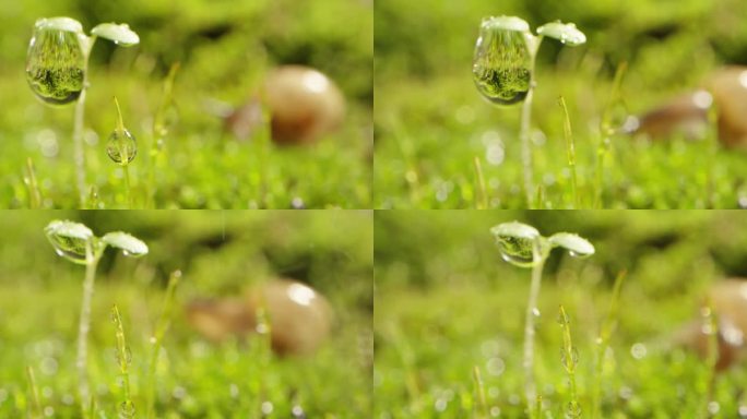 夏日 草地 蜗牛 阳光 下雨 露珠