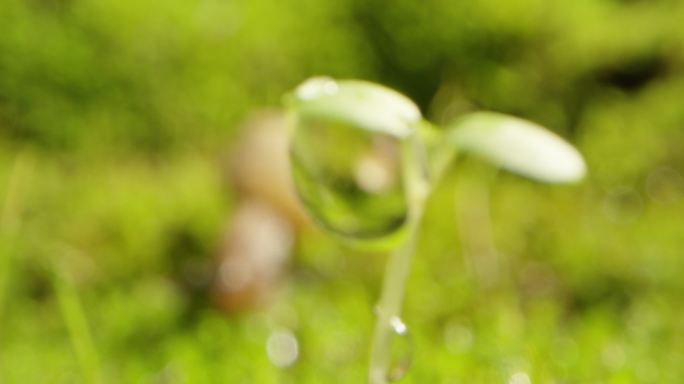 夏日 草地 蜗牛 阳光 露珠5